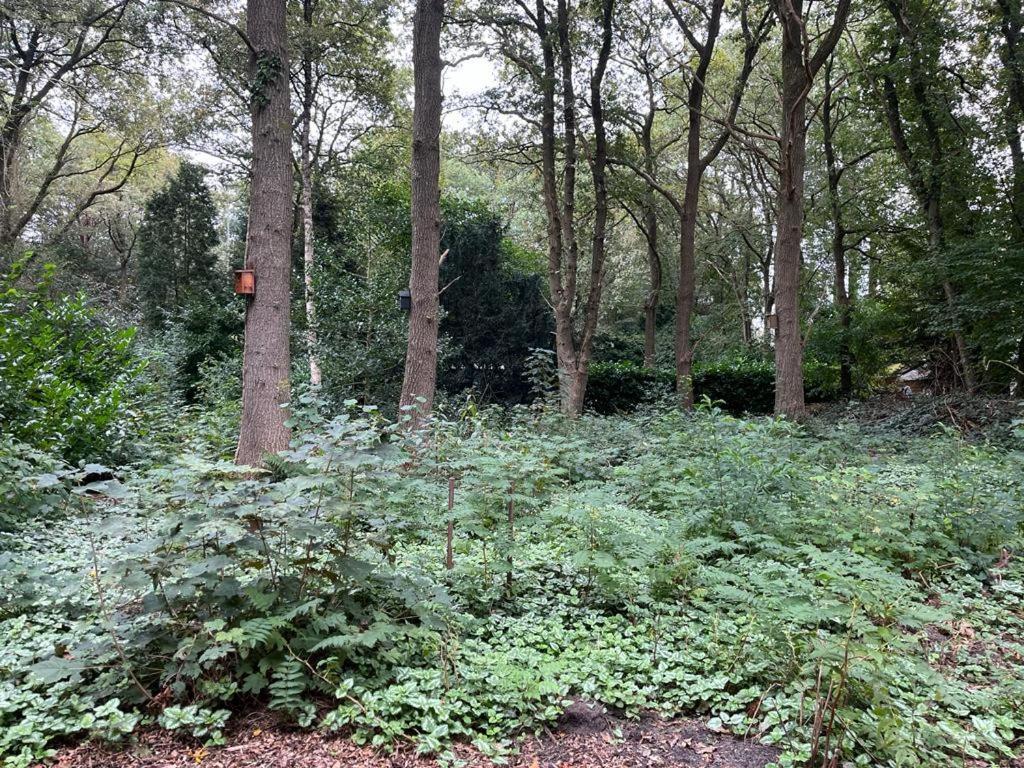 Huisje In Het Bos Zuidlaren Eksteriør bilde
